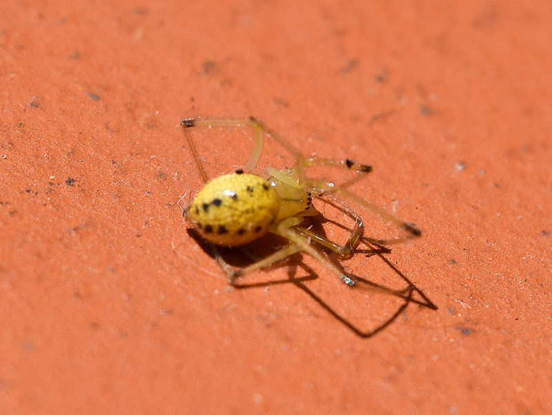 Enoplognatha sp. - Viadana (MN)